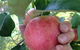 Darkes Glenbernie Orchard - thumb 0