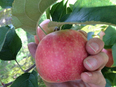 Darkes Glenbernie Orchard - Accommodation Bookings 0