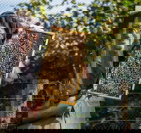 Pure Peninsula Honey - Accommodation Bookings