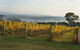 Rusty Fig Wines - thumb 1