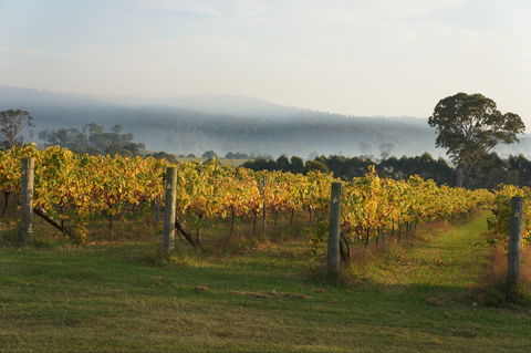 Rusty Fig Wines - Accommodation Bookings 1