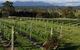 Rusty Fig Wines - thumb 2