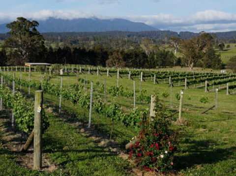Rusty Fig Wines - Accommodation Bookings 2