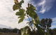 Banca Ridge Cellar Door And Vineyard - thumb 0