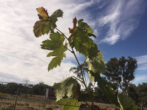 Banca Ridge Cellar Door And Vineyard - Accommodation Bookings 0