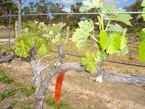 Banca Ridge Cellar Door And Vineyard - Accommodation Bookings 1
