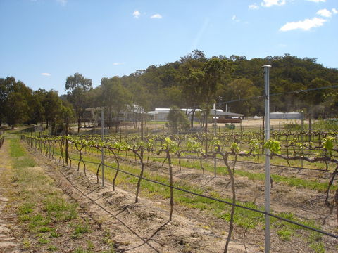 Banca Ridge Cellar Door And Vineyard - Accommodation Bookings 2