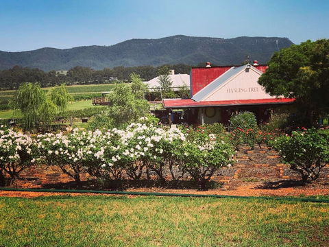 Hanging Tree Wines - Accommodation Bookings 0