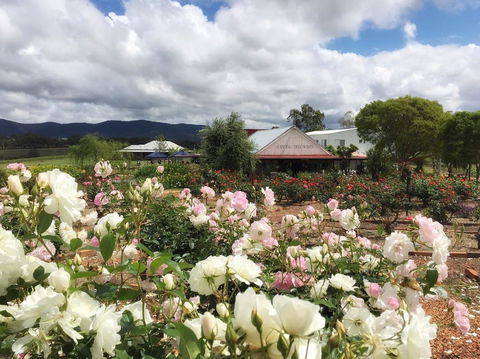Hanging Tree Wines - Accommodation Bookings 1