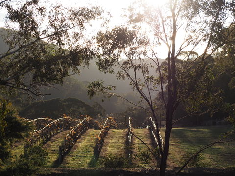 Mountainside Wines - Accommodation Bookings 1