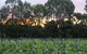 Haldon Estate Wines - thumb 2