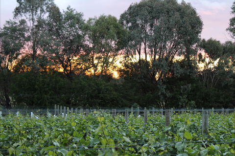 Haldon Estate Wines - Accommodation Bookings 2