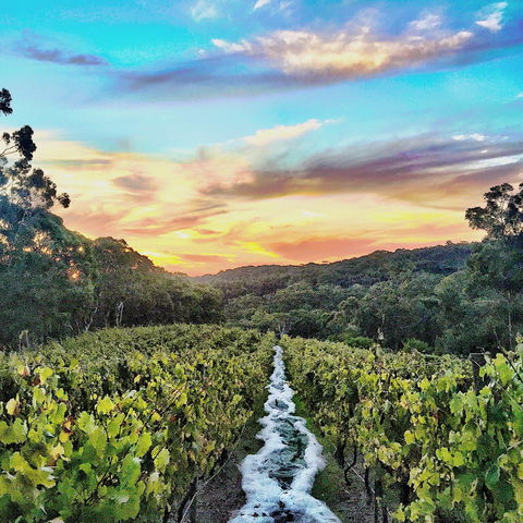 Between The Vines Cellar Door - Accommodation Bookings 0