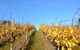 Between The Vines Cellar Door - thumb 1