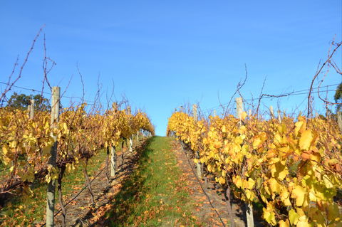 Between The Vines Cellar Door - Accommodation Bookings 1