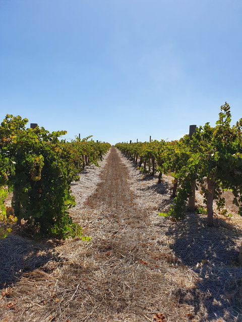 Ulster Park Wines - Accommodation Bookings 2