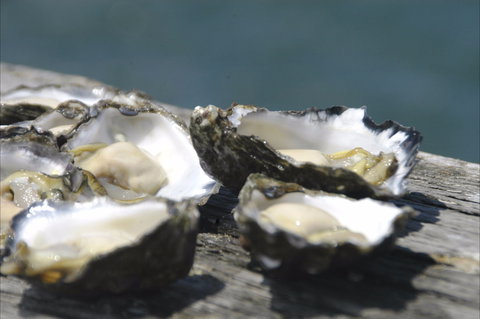 Jim Wild's Oyster Service - Accommodation Bookings 0