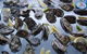 Berry's Bay Brasserie - thumb 16