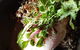 Small-fry - thumb 10