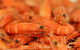 Wheelers Seafood Restaurant - thumb 27