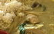 Kin Kin Thai Eatery - thumb 7