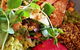 The Beet Vegan Restaurant - thumb 2