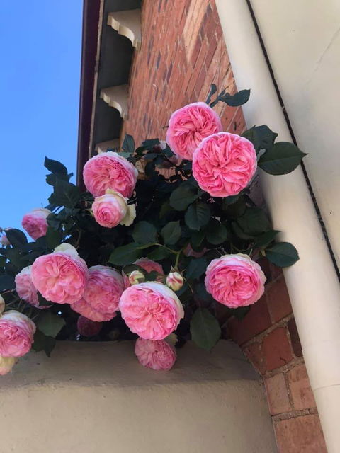 Ingleside Bakery Cafe - Accommodation Bookings 4