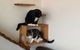 Hobart Cat Cafe - thumb 0