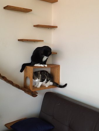 Hobart Cat Cafe - Accommodation Bookings 0