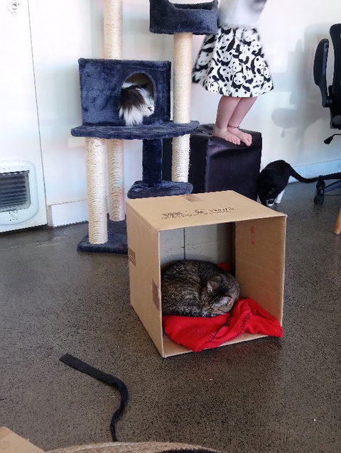 Hobart Cat Cafe - Accommodation Bookings 3