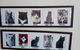 Hobart Cat Cafe - thumb 4
