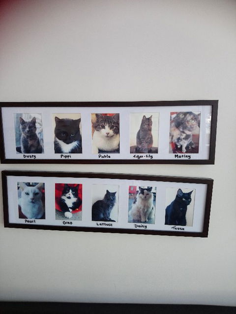 Hobart Cat Cafe - Accommodation Bookings 4
