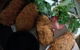 Haruka Japanese Cuisine - thumb 1