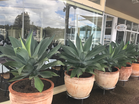 The Deck Cafe, Restaurant & Bar - Accommodation Bookings 3