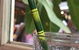Settlers Tavern - thumb 1