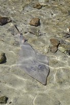 Shark Bay Ocean Park Aquarium - Accommodation Bookings 1