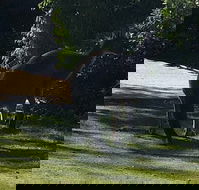 Footprints