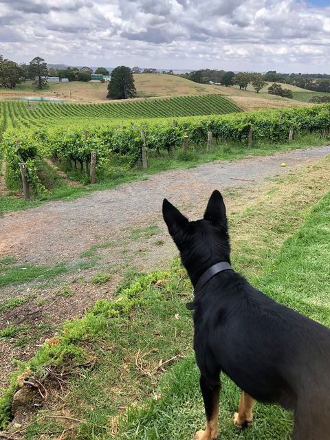 Anderson Hill Cellar Door Restaurant - Accommodation Bookings 1