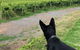 Anderson Hill Cellar Door Restaurant - thumb 3