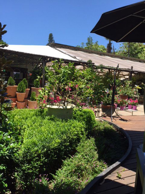 Vines Restaurant At Limberlost Nursery - Accommodation Bookings 1