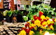 Peachester Cafe - thumb 1