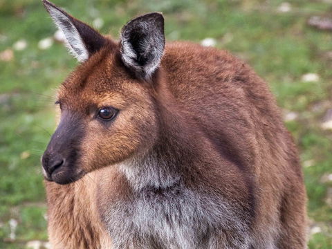 Mercure Kangaroo Island Lodge - Accommodation Bookings 15