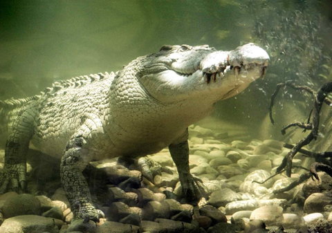 Pullman Reef Hotel Casino - Accommodation Bookings 17