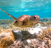 Heron Island Resort