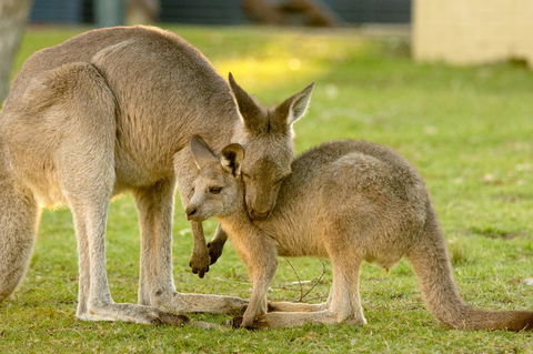 BIG4 Tasman Holiday Parks - Racecourse Beach - Accommodation Bookings 39