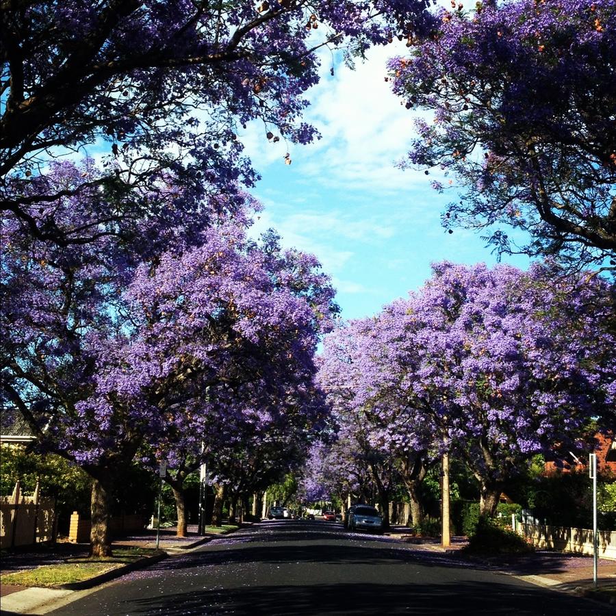 Wayville SA Accommodation Bookings