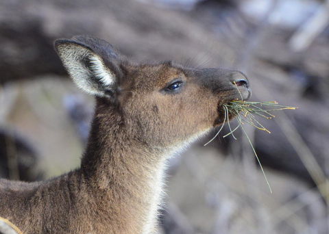 Sea Dragon Kangaroo Island - Accommodation Bookings 28