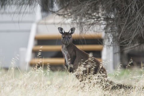 Sea Dragon Kangaroo Island - Accommodation Bookings 12