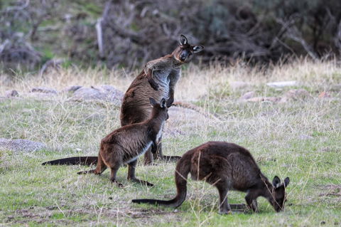 Sea Dragon Kangaroo Island - Accommodation Bookings 22