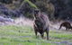 Sea Dragon Kangaroo Island - thumb 26